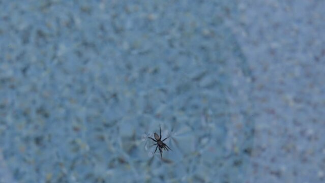 This video shows a spider running across the top of pool water and creating ripples.