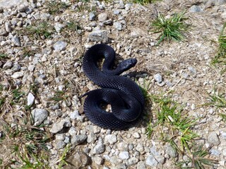 Venomous black Vipera berus, European adderley, European viper. (Viperidae family) In the mountains...