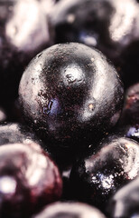 The jabuticaba or jabuticaba is a purplish black-white fruit, typical fruit of Brazil