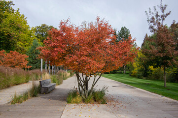 Amelanchier lamarckii shadbush colorful autumnal shrub branches full of beautiful red orange yellow leaves