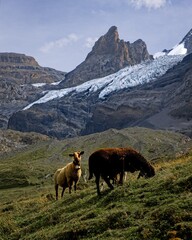 Schafe vor Blüemlisalpgletscher