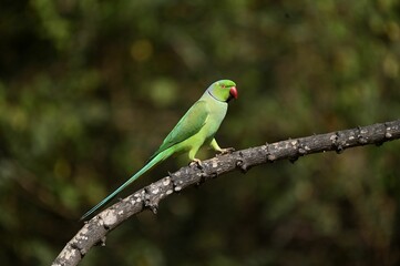Green parrot perched on a tree branch