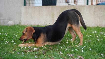 chien qui joue
