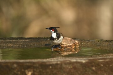Red-whiskered bulbul with water drops