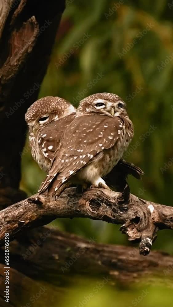 Canvas Prints vertical view of two brown owls sitting on a branch