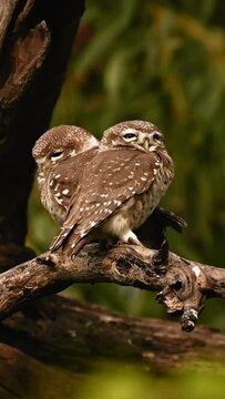 Vertical view of two brown owls sitting on a branch