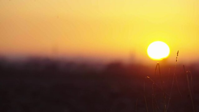 Sunset with flower in the foreground