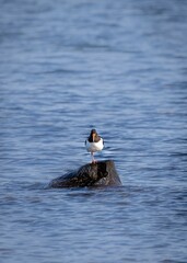 Palaearctic Oystercatcher stands gracefully on one leg in its natural habitat