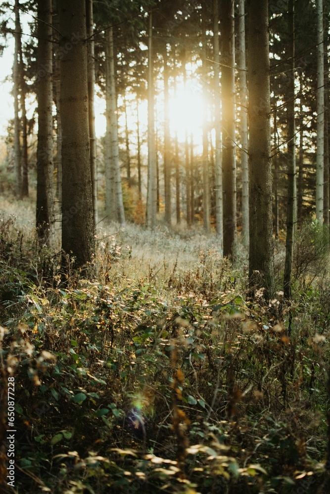 Poster sunlight shining through the trees on the field with grass and flowers