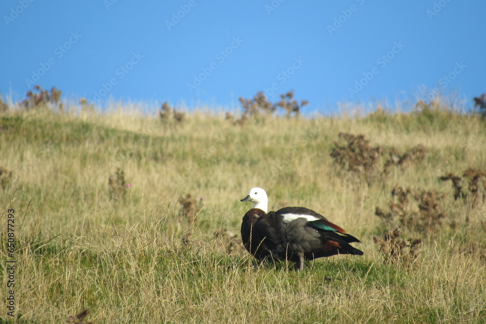 Canvas Prints paradise shelduck in a grassland with a blue sky in the background