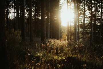 sun is coming out from the ground in a wooded area - Powered by Adobe