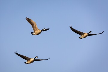 Flock of geese soaring through a pristine blue sky
