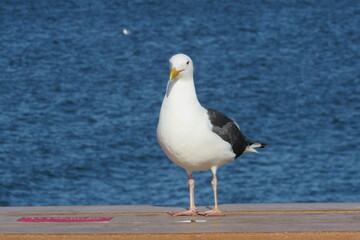 closeup shot of a western gull standing near the water
