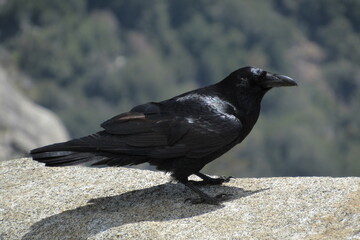 Closeup shot of a common raven in Yosemite National Park, USA