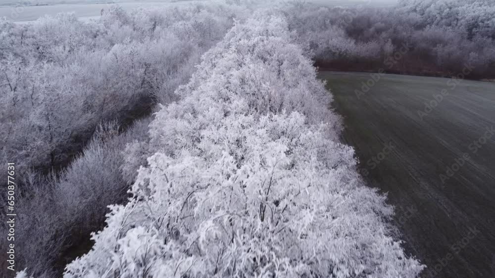 Sticker Aerial video of a forest covered with frozen trees and snow on a foggy day