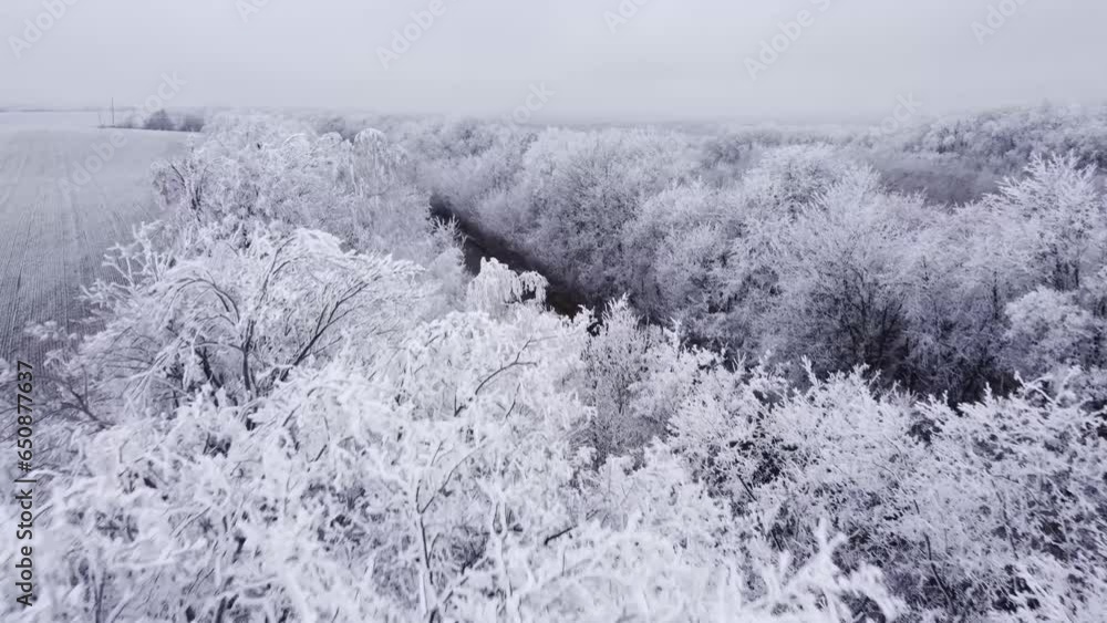 Wall mural aerial video of a forest covered with frozen trees and snow on a foggy day