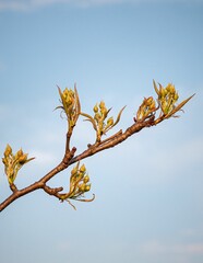 Close-up image of a newly sprouting flower buds, about to burst into bloom