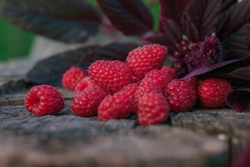 Fresh and ripe red raspberries resting on a natural wooden background