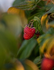 Close-up of a bright, juicy, red raspberry growing on a bush with a blurred background