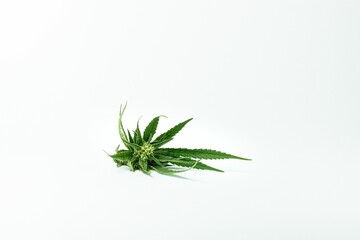 Cannabis leaf isolated against a white background