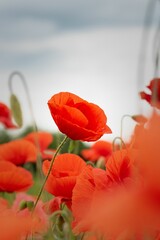 Close-up of a vibrant red poppy field during overcast weather