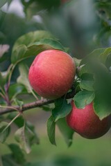 Idyllic close-up view of two ripe, red apples hanging from the tree