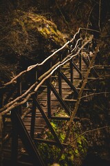 a wooden bridge crosses over a forest filled with moss and trees