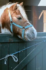 Beautiful brown and white pony leaning over a fence, gazing out with an inquisitive expression