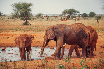 herd of elephants