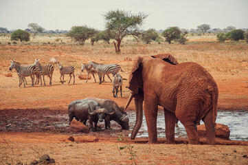 Zebras buffalo and elephants in the savannah