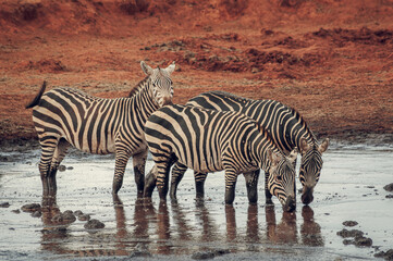 Fototapeta na wymiar zebras drinking water 