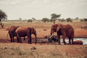Fototapeta premium elephants in the savannah
