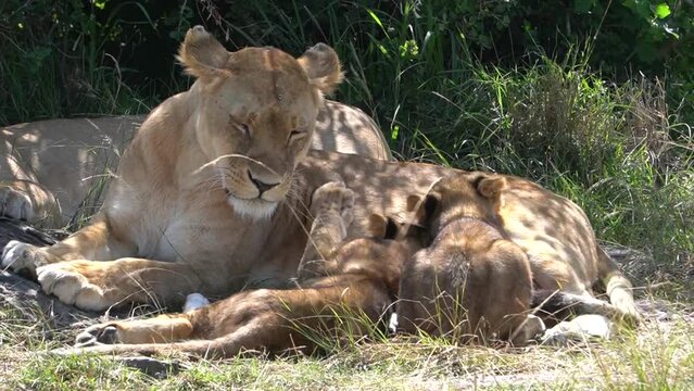 A lioness feeds her young juveniles while grawling.