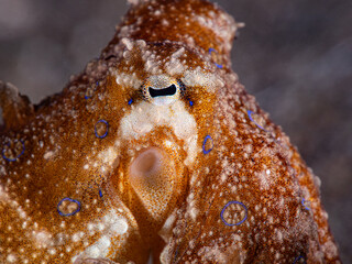 Blue ring octopus