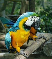 Closeup of a vibrant parrot perched on a tree branch