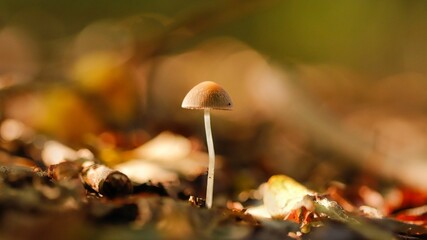 Closeup of an isolated small mushroom on the ground surrounded by dried leaves