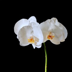 Closeup of two white orchids on a black background
