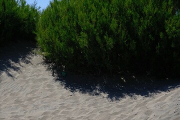 Lush green shrubbery situated along a sandy beach.
