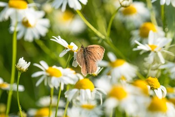 Fototapeta premium Close-up of a brown black-brown eye (Aphantopus hyperantus) butterfly perched atop white flowers