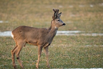 European roe deer walking through a lush grassy meadow