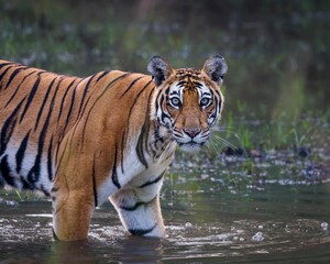 Majestic Bengal tiger walking through a shallow body of water with its gaze directly at the camera