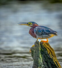 Selective focus shot of a green heron bird perched on a stone above water