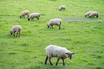 Obraz na płótnie Canvas Cute sheep standing on field and looking some thing on natural background. Czech