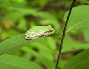 Gray Treefrog (Dryophytes versicolor) North American Tree Frog