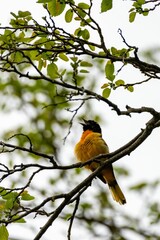 Exotic-looking bird perches atop a tall tree, its vibrant orange, black feathers