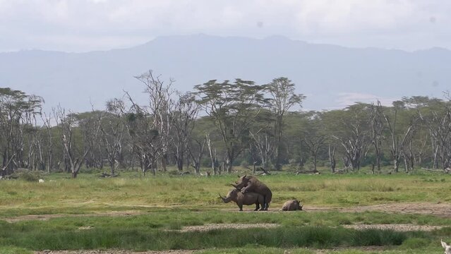 Black rhinos mating in the bush.