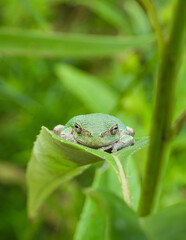 Gray Treefrog (Dryophytes versicolor) North American Tree Frog