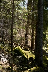there is a large area of trees and moss on the ground