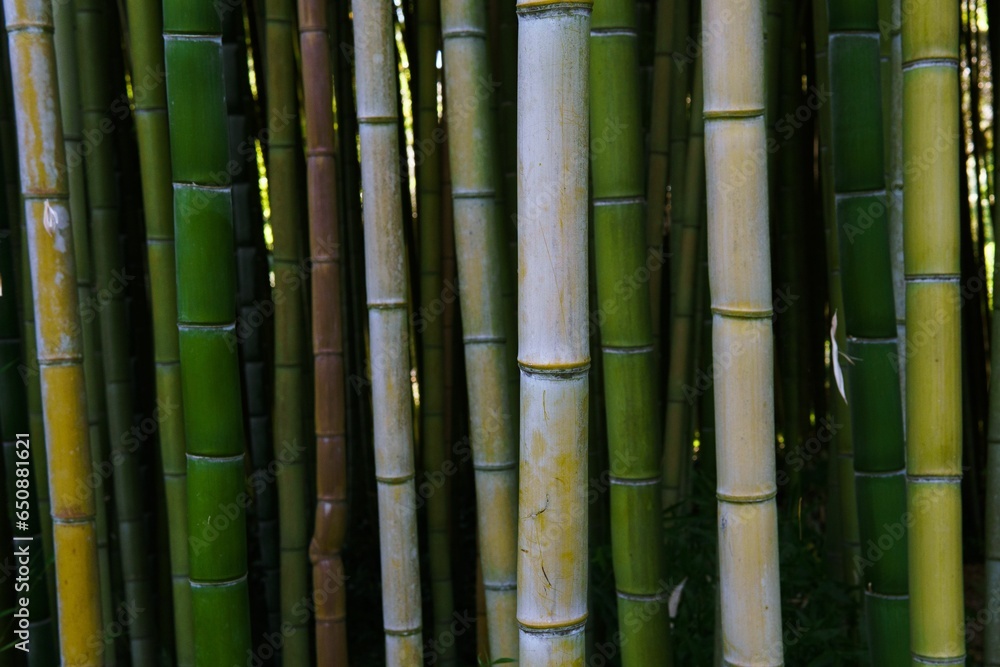 Poster closeup shot of a single stalk of bamboo, showing intricate details of its pattern and texture