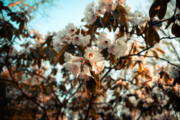 Full-frame shot of a blossoming tree